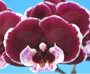 Phal. Shu Long 'T2030'