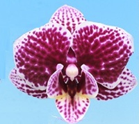 Phal. I-Hsin Cardamom Choco '2662'