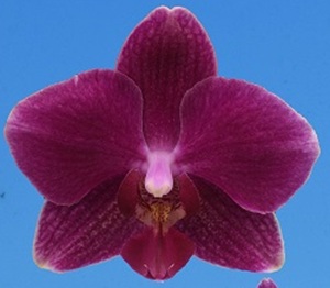 Phal. I-Hsin 'ISM2993'
