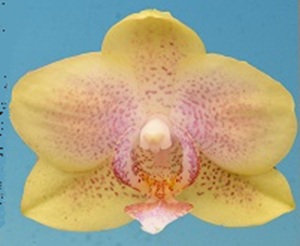 Phal. I-Hsin Sparkler '2691'