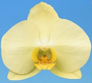 Phal. I-Hsin Darwin '2482'