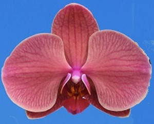 Phal. I-Hsin Golden Beth '2642'