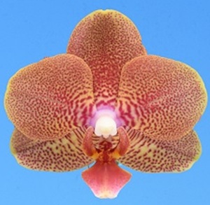 Phal. I-Hsin Lovely Cutie