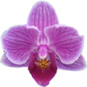 Phal. I-Hsin Little Raspberry
