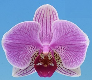 Phal. I-Hsin Rose Beach '2731'