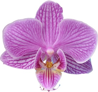 Phal. I-Hsin 'TEM3008'