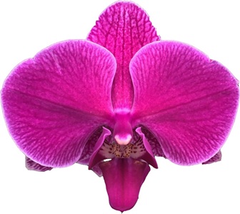 Phal. I-Hsin Pink Dream
