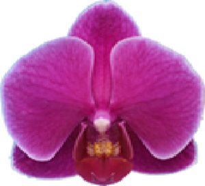 Phal. I-Hsin Little Red Berry