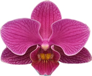 Phal. I-Hsin 'TEM2829'