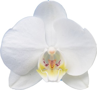 Phal. I-Hsin 'TEM2878'