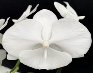 Phal. Charming Crystal Water
