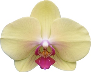 Phal. I-Hsin Sun Pie '2703'