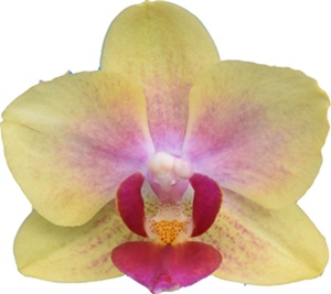 Phal. I-Hsin Yellow Moon