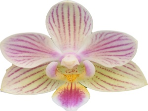 Phal. I-Hsin Seven Fairy
