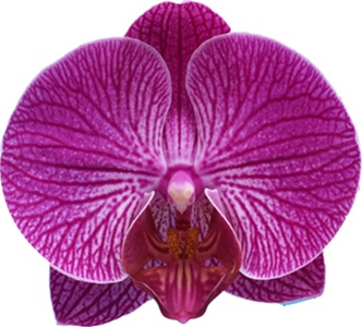 Phal. Hornglin Angela '2546'