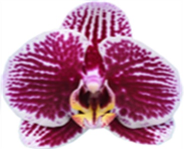 Phal. I-Hsin Passionate Song