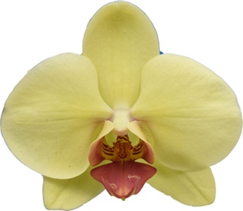 Phal. I-Hsin Darwin '2481'
