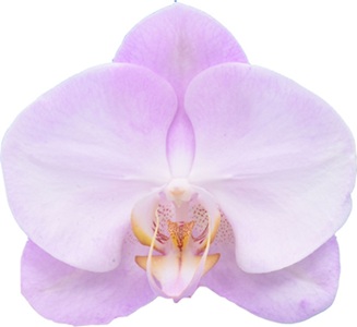 Phal. I-Hsin Eggnog