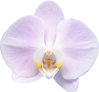 Phal. I-Hsin 'ISM3082'