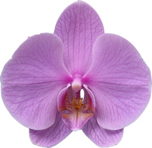Phal. I-Hsin 'ISM3094'