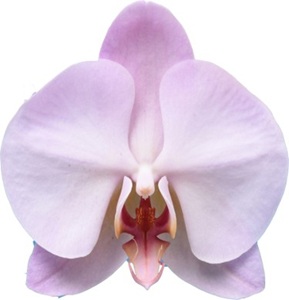 Phal. I-Hsin 'ISM3103'