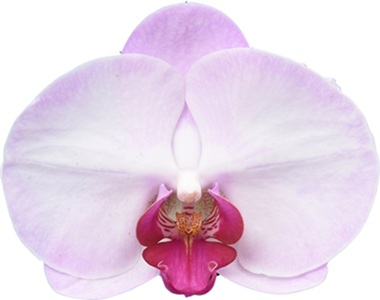 Phal. I-Hsin Red-Lip Angel