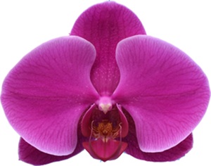 Phal. I-Hsin 'ISM3028'