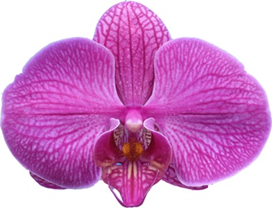 Phal. I-Hsin Tulip Rose '2336'