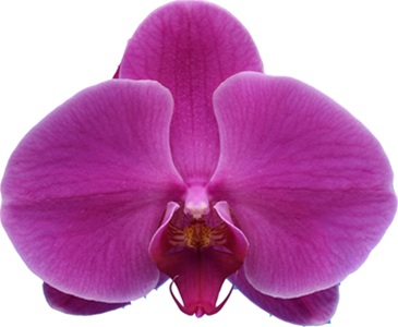 Phal. I-Hsin 'ISM3061'