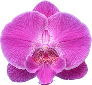 Phal. I-Hsin 'ISM2960'