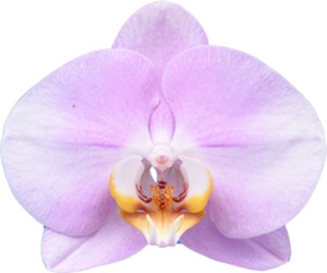Dtps. I-Hsin Venice "IS1799#1"
