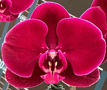 Phal. OX Lion King '1739'