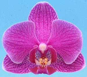 Phal. I-Hsin Black Elven