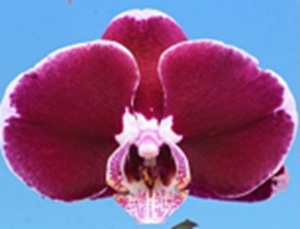 Phal. I-Hsin Bridal Dress