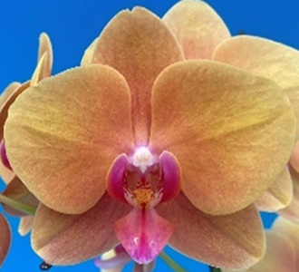 Phal. MS Shinny Yellow