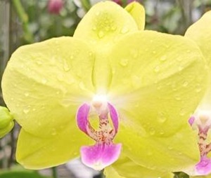 Phal. Da Shyang '11099'