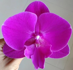 Phal. Ben Yu '545'