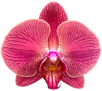 Phal. Gan Lin Monterrey