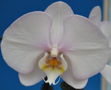 Phal. Taisuco Peace