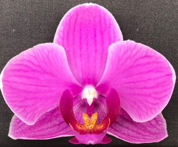 Phal. I-Hsin Pink Bird X Phal. Chiada Demi '2012'