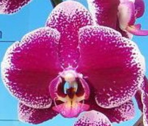 Dtps. Fuller's Princess '3126'