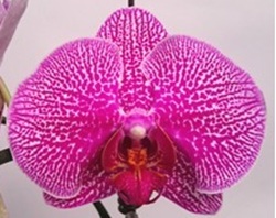 Phal. Ben Yu Lace Princess