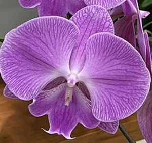 Phal. Tying Shin 'TS3043'