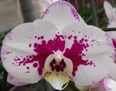 Phal. Ben Yu Shining Star