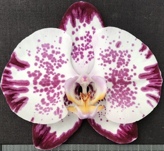 Phal. Chian Xen Lady X Dtps. OX Prince