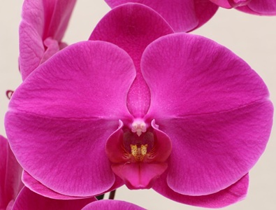 Phal. Clone Festival 'CL233E'
