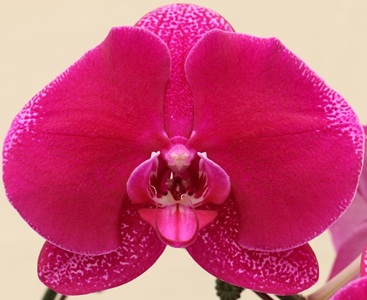 Phal. Clone All Beauty 'CL2105B'