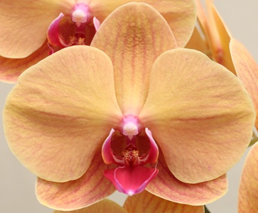 Phal. Clone SpongeBob 'CL593A'