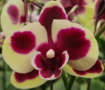 Phal. Chi Yueh Spot Leopard