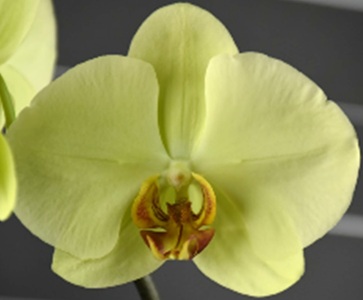 Phal. Chi Yueh Elf